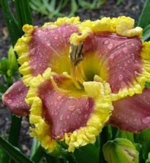 Orchids and Gold